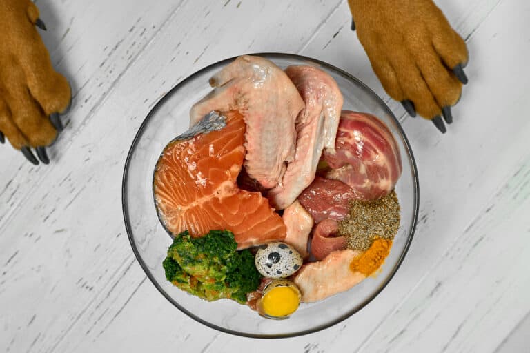 raw dog food