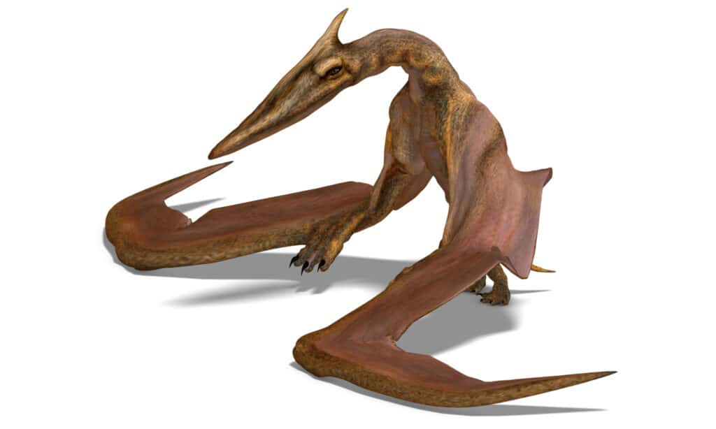 rendering of the flying dinosaur Quetzalcoatlus