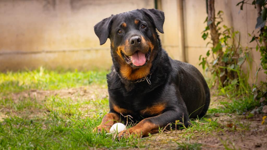 how long do rottweiler grow