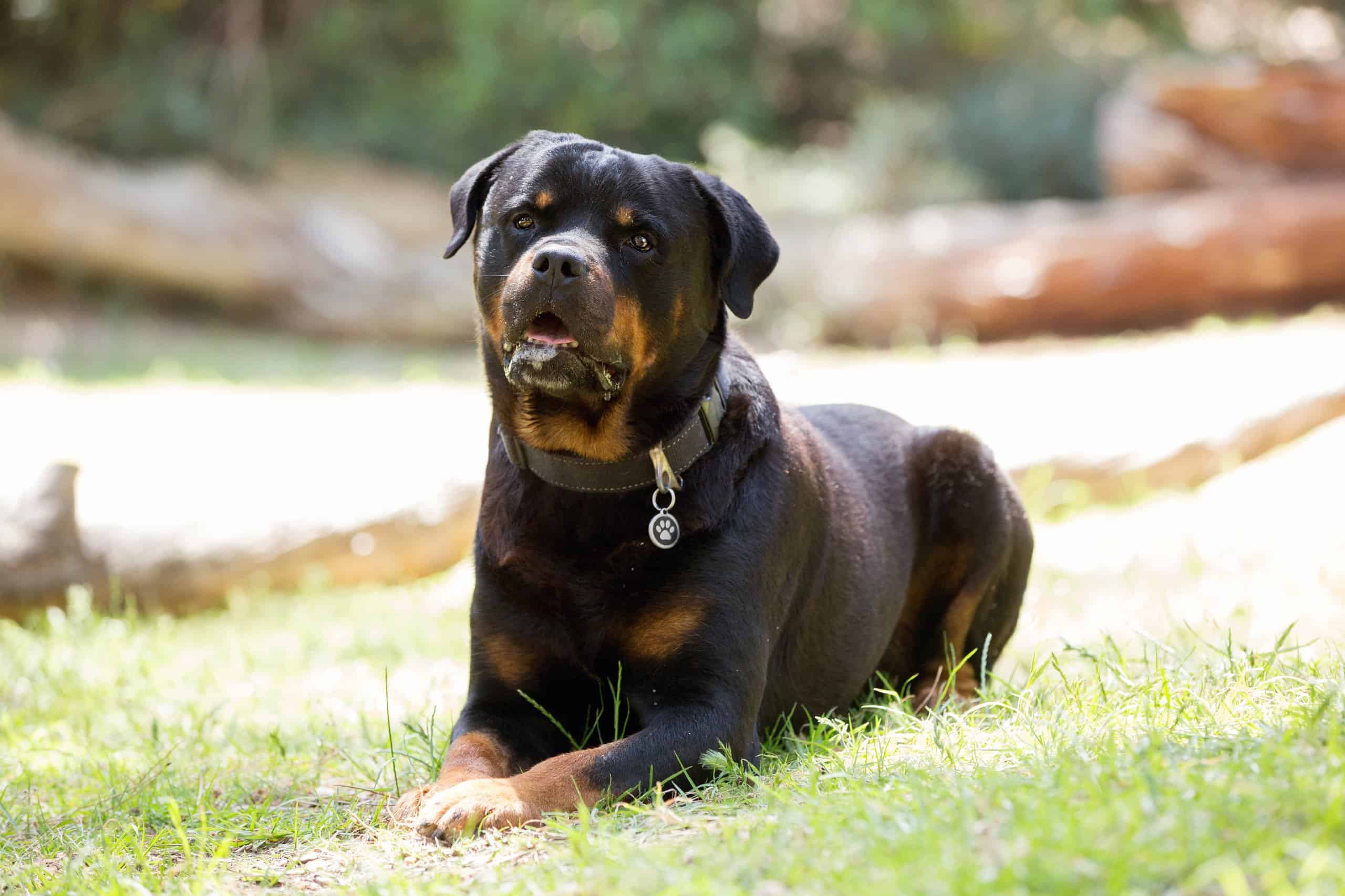 rottweiler sitting and drooling