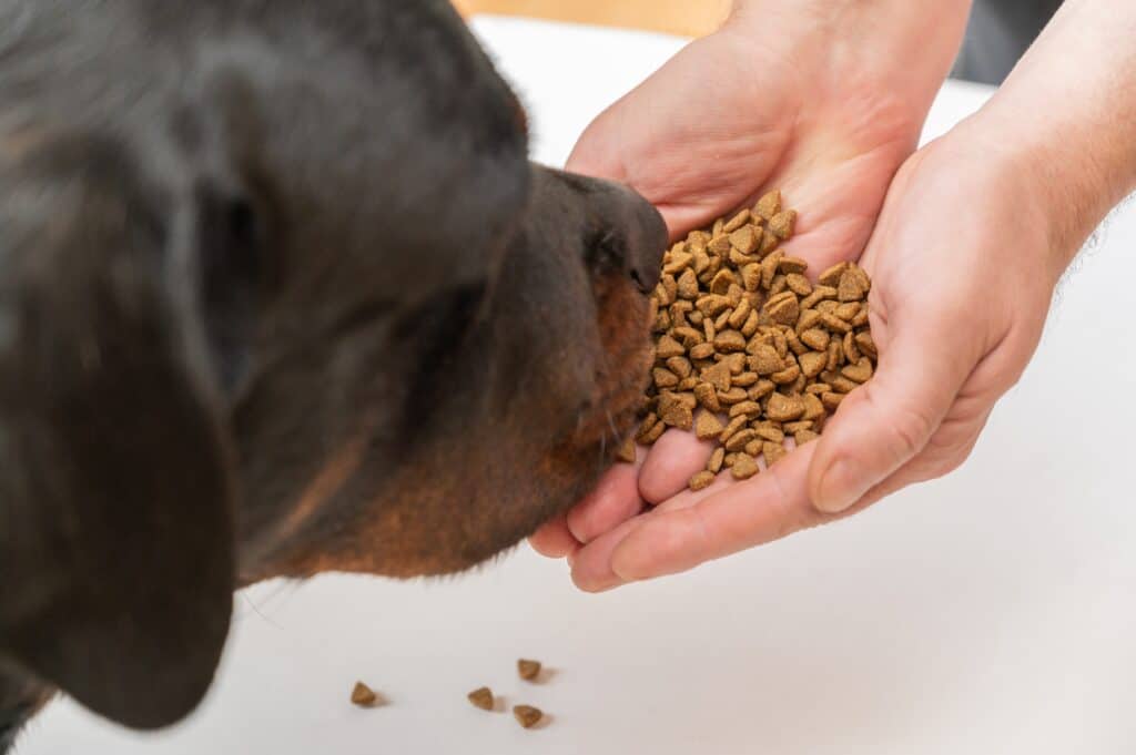 Rottweiler looking at food