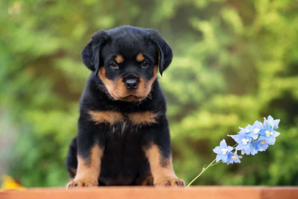 how do you take care of a rottweiler puppy