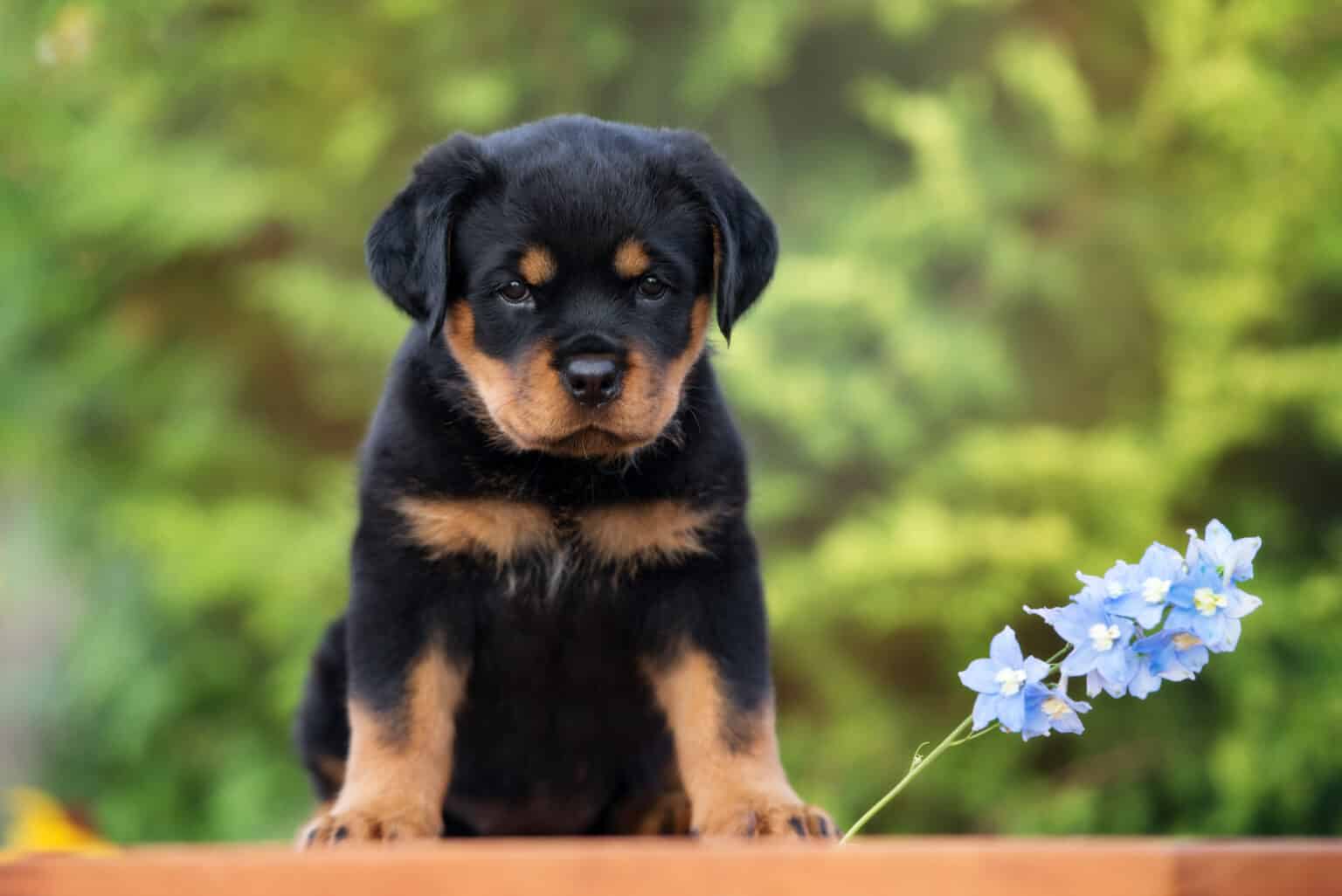 What Were Rottweilers Bred For? Original History, Jobs, and Role - A-Z ...