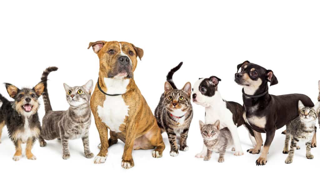 Cats and dogs in a row against a white background