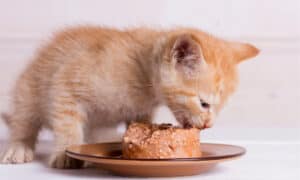 The Best Royal Canin Kitten Wet Food Photo