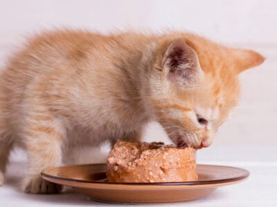 A The Best Royal Canin Kitten Wet Food