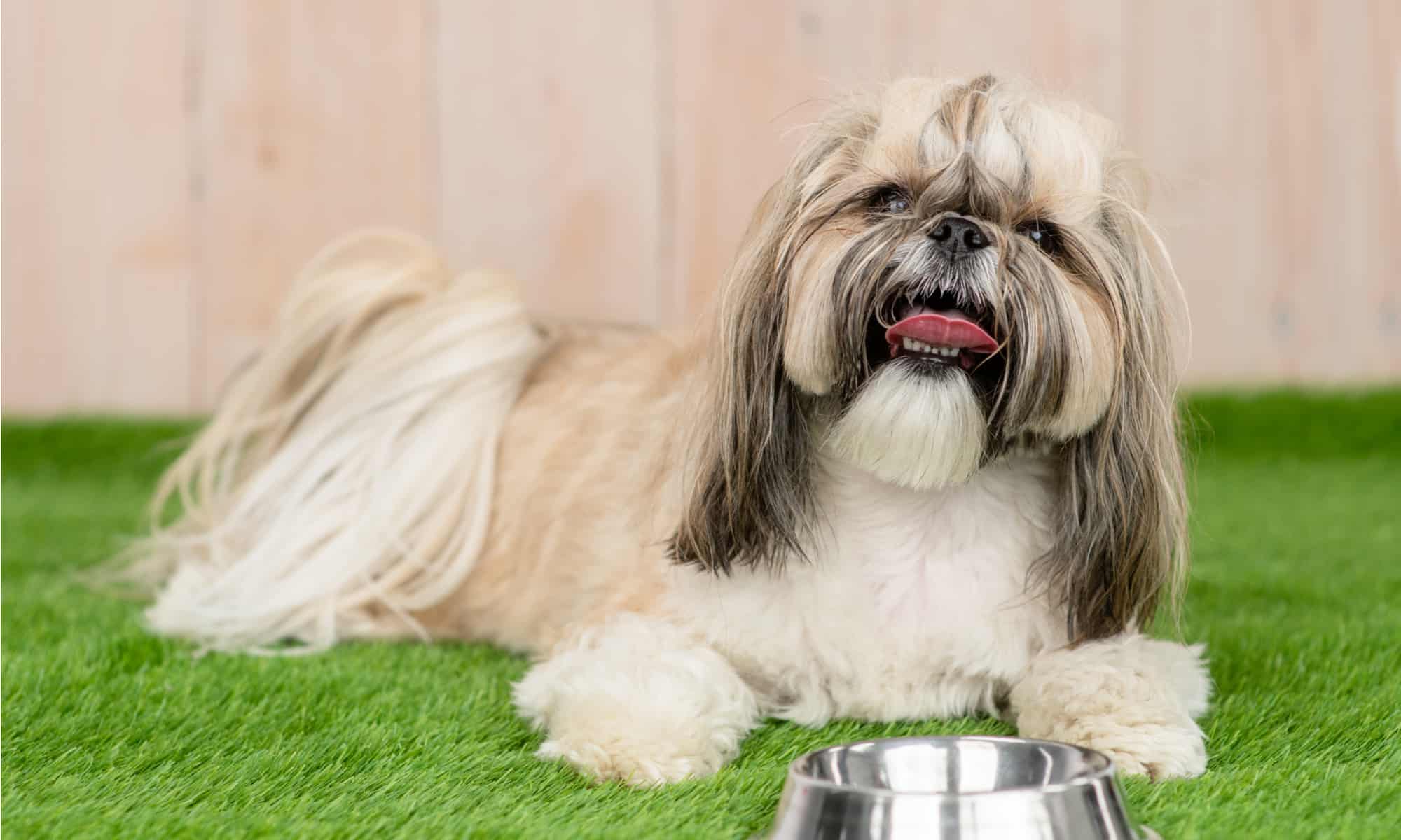 do shih poo puppies shed