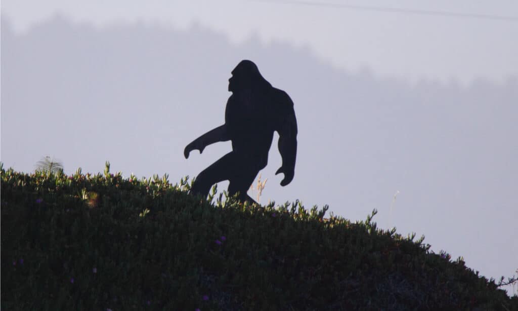 Indiana cryptids - Bigfoot silhouette