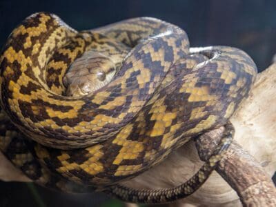 A Amethystine python