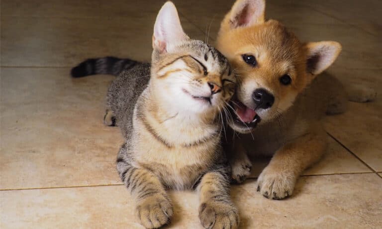 Shiba inu puppy and cat playing on hardwood floor