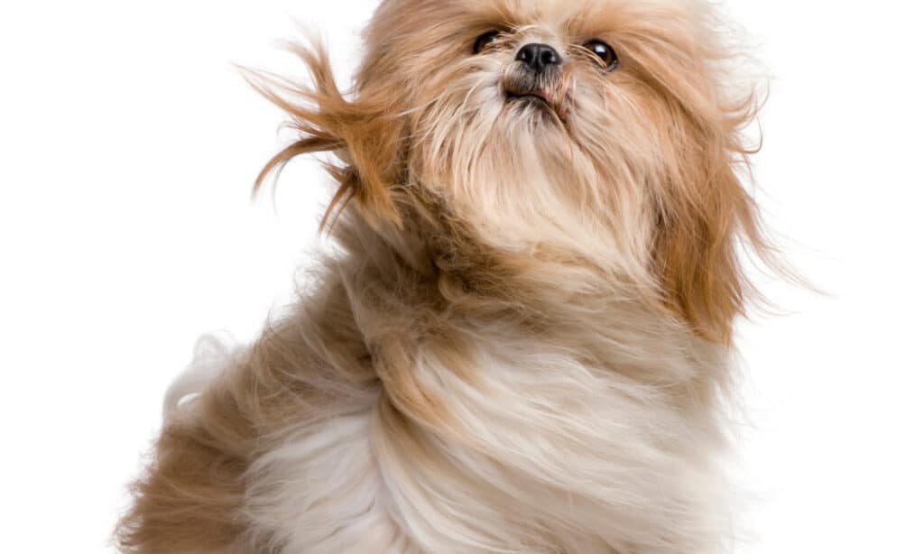 shih tzu with windblown hair