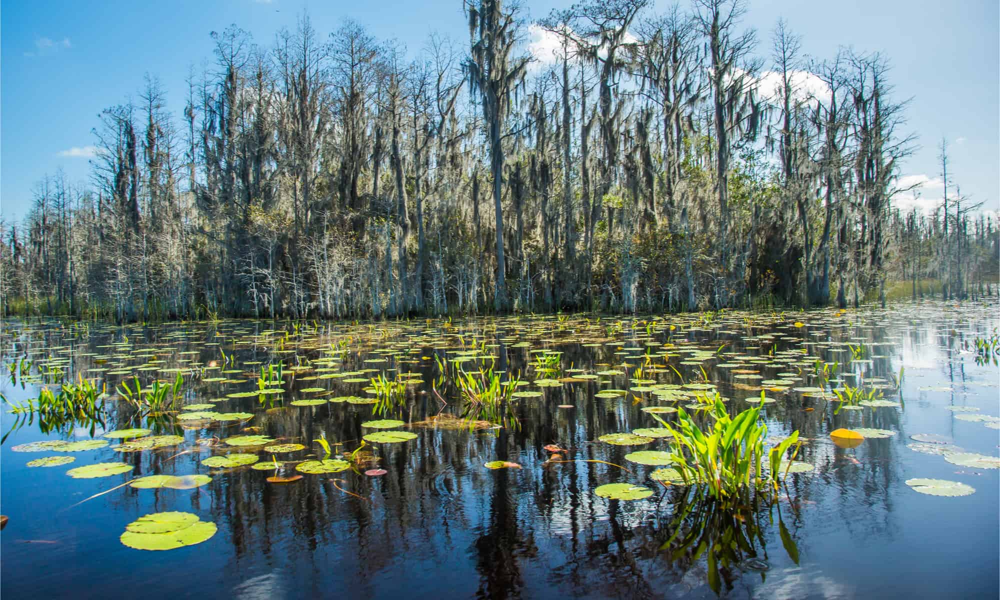 Green lilly pads in the Okefenokee swamp National Wildlife Refuge near Folkston, Georgia