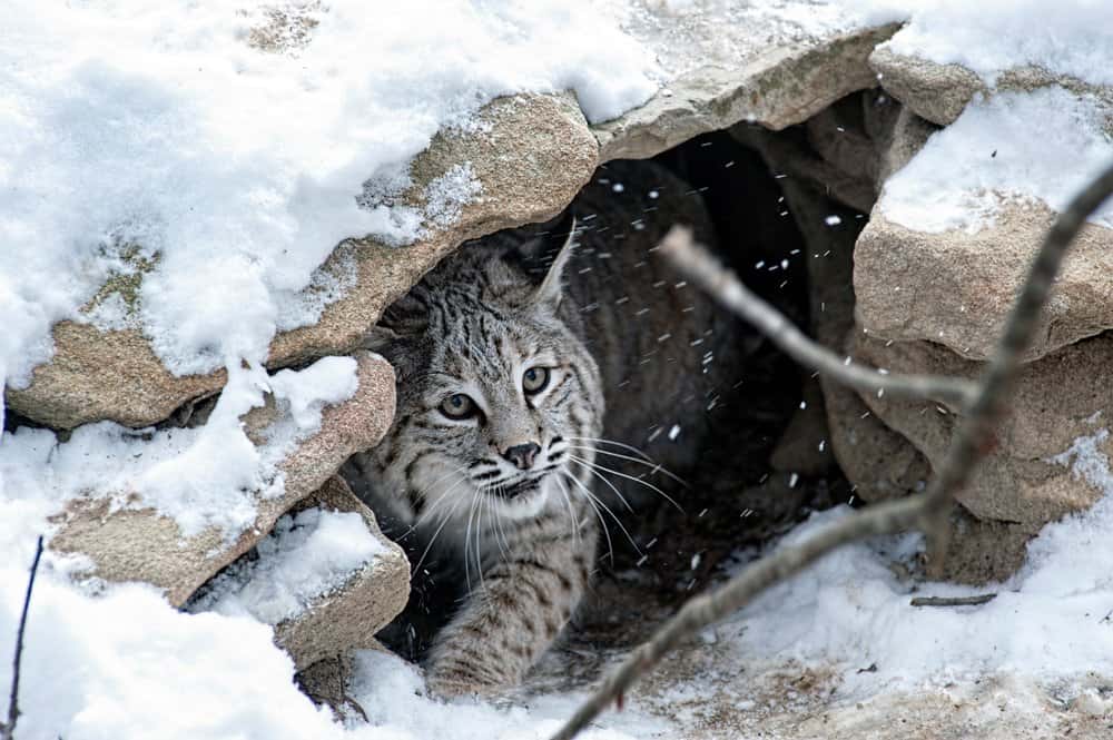 Bobcat under shelter.......