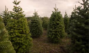 Discover the Top 10 States That Produce the Most Christmas Trees photo