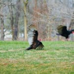 Ah...spring is in the air. These turkey vultures were participating in a mating dance.