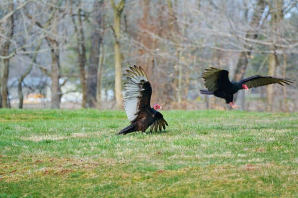 Ah...spring is in the air. These turkey vultures were participating in a mating dance.