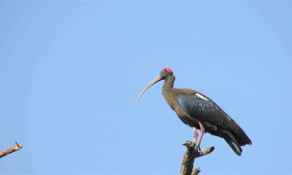 Ivory-billed Woodpecker