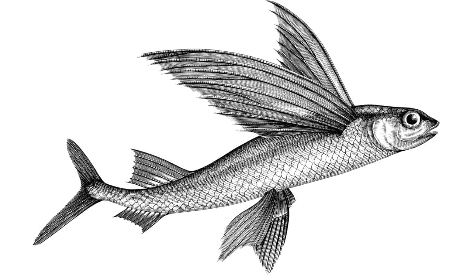 10 Fascinating Facts About Flying Fish - A-Z Animals