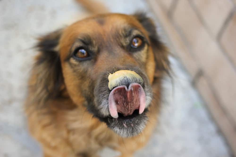 Can Dogs Eat Peanut Butter? How Much? - A-Z Animals