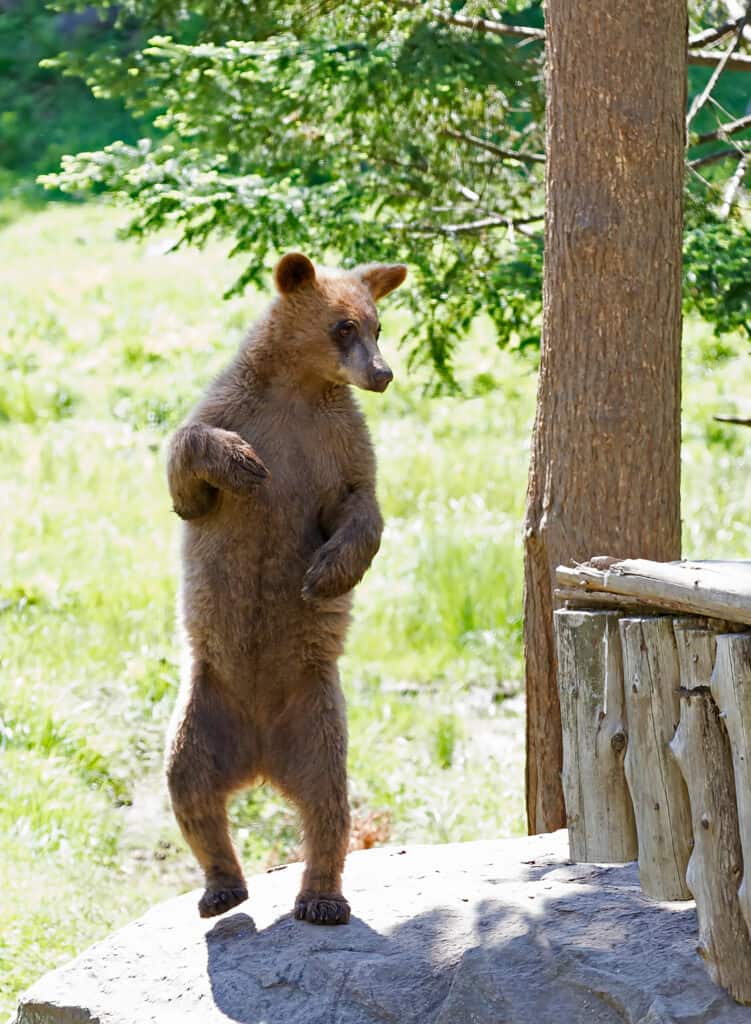 Cinnamon Bear standing