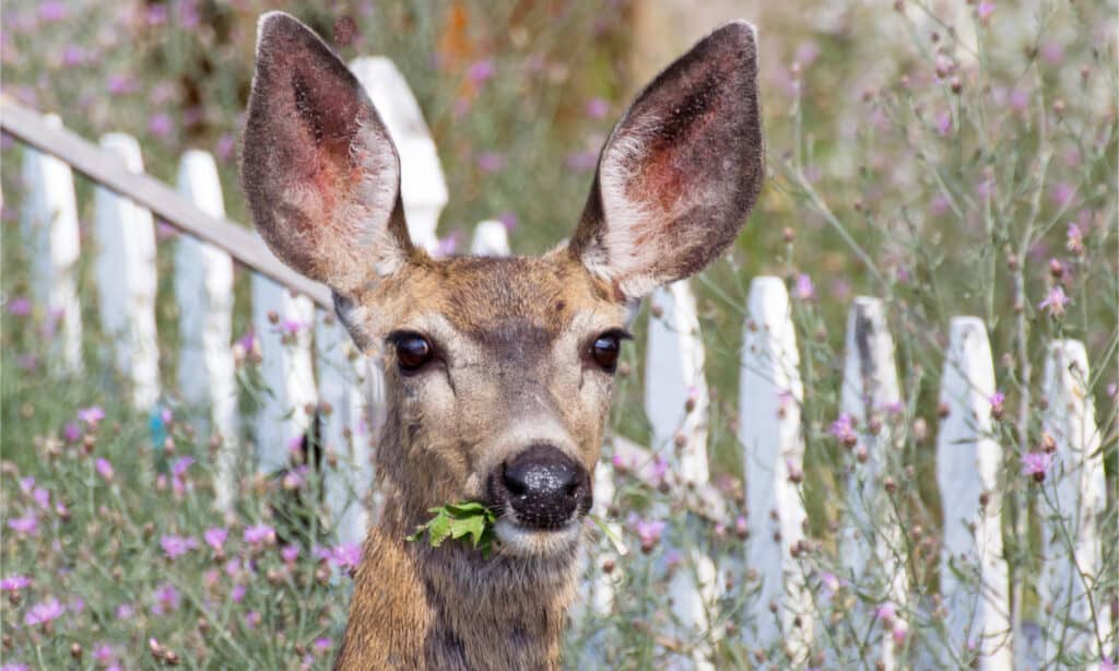 Elk vs Mule Deer