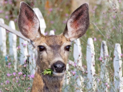 A Deer Feeding Times: When Do Deer Like To Eat?