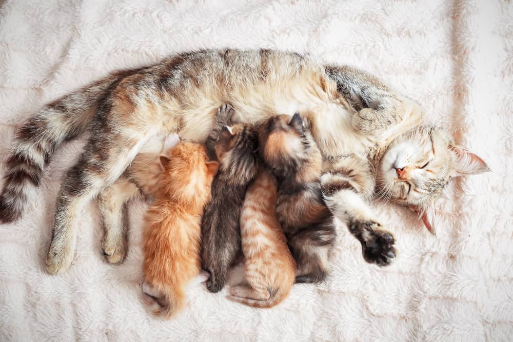 cats kneading nursing