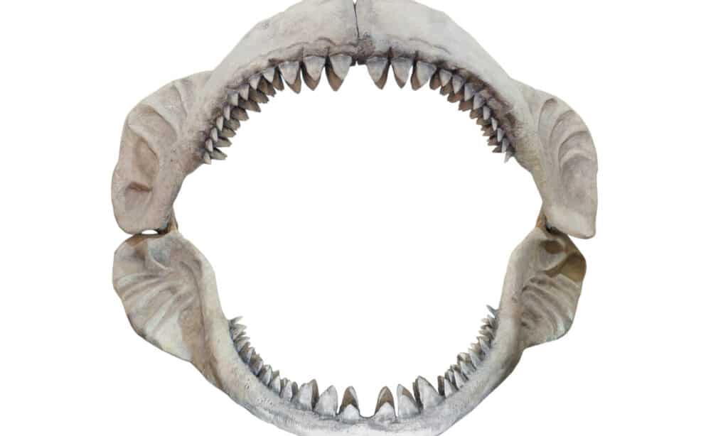 Megalodon jaws