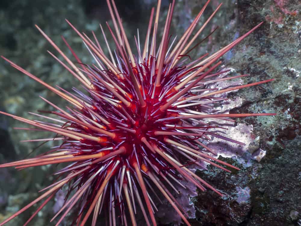 Red Sea Urchin