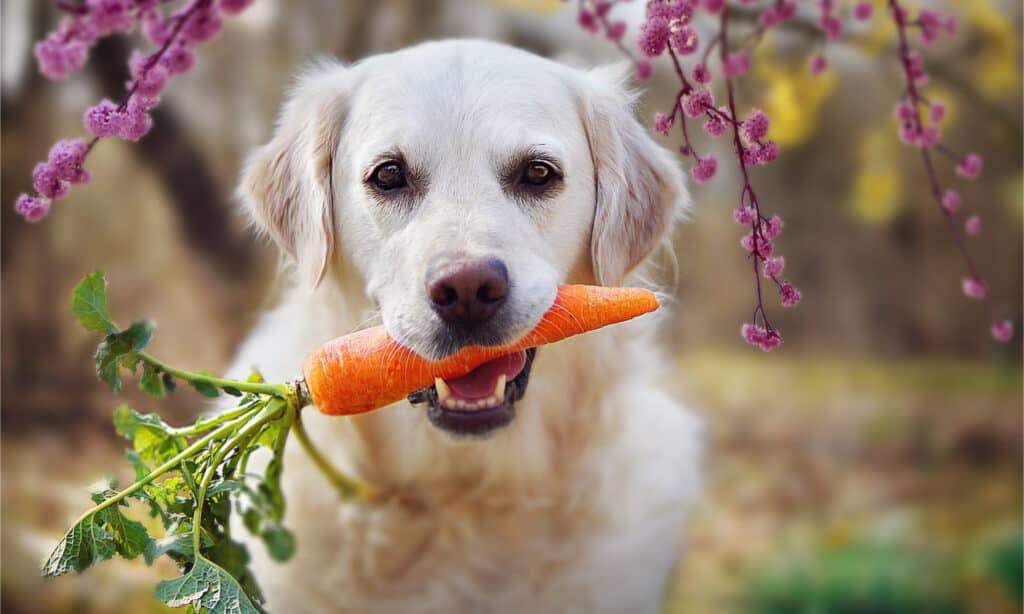 11 Vegetables That Are Safe For Dogs To Eat - AZ Animals