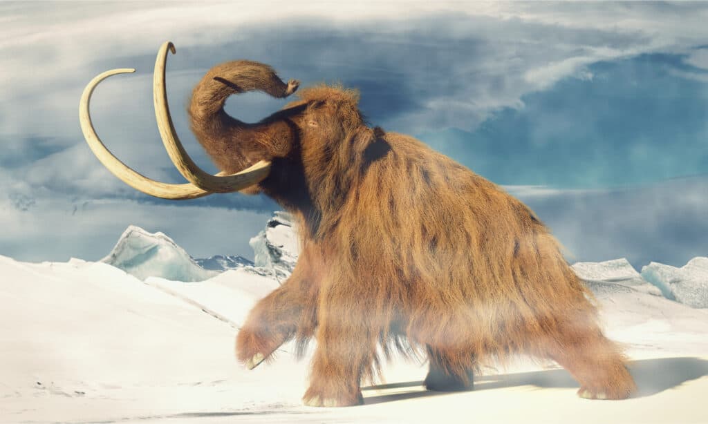 mammoth, prehistoric animal