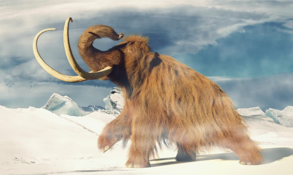 woolly mammoth, prehistoric animal