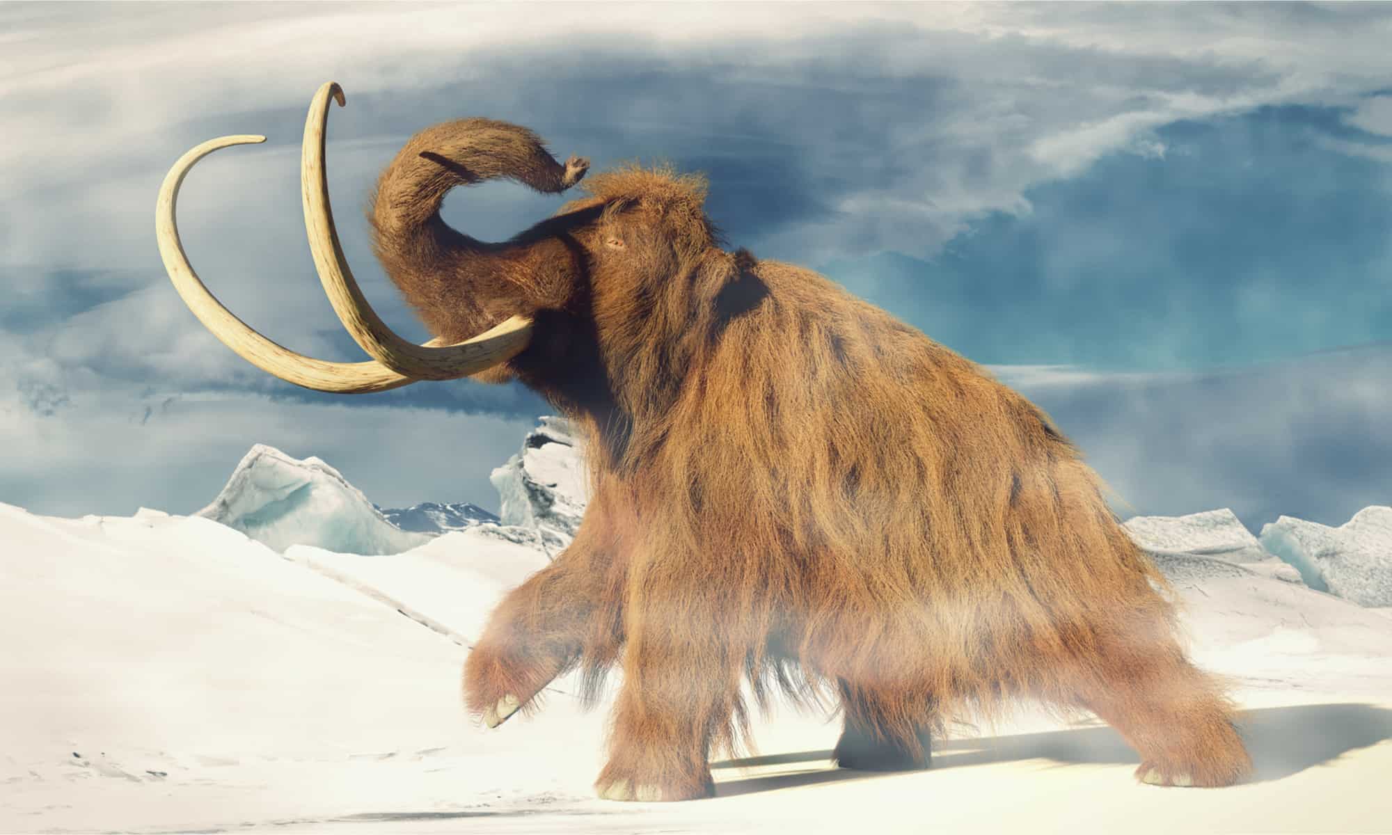 woolly mammoth, prehistoric animal