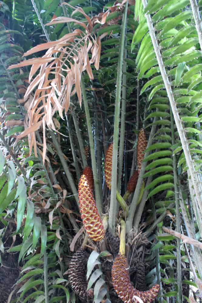 biggest plant in the world