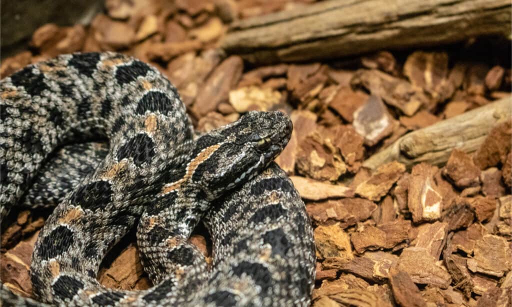 pygmy rattlesnake