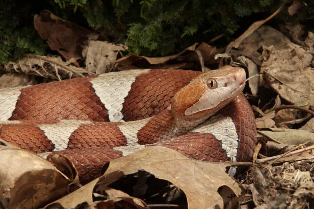 Broad Band Copperhead Snake