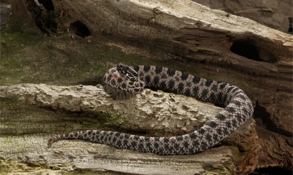 Pygmy rattlesnake