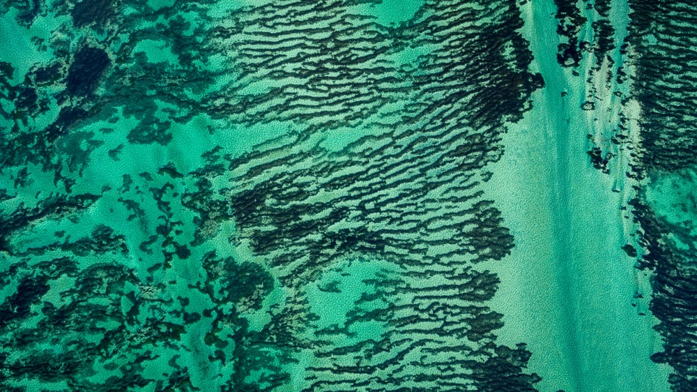 Seagrass Shark Bay Australia
