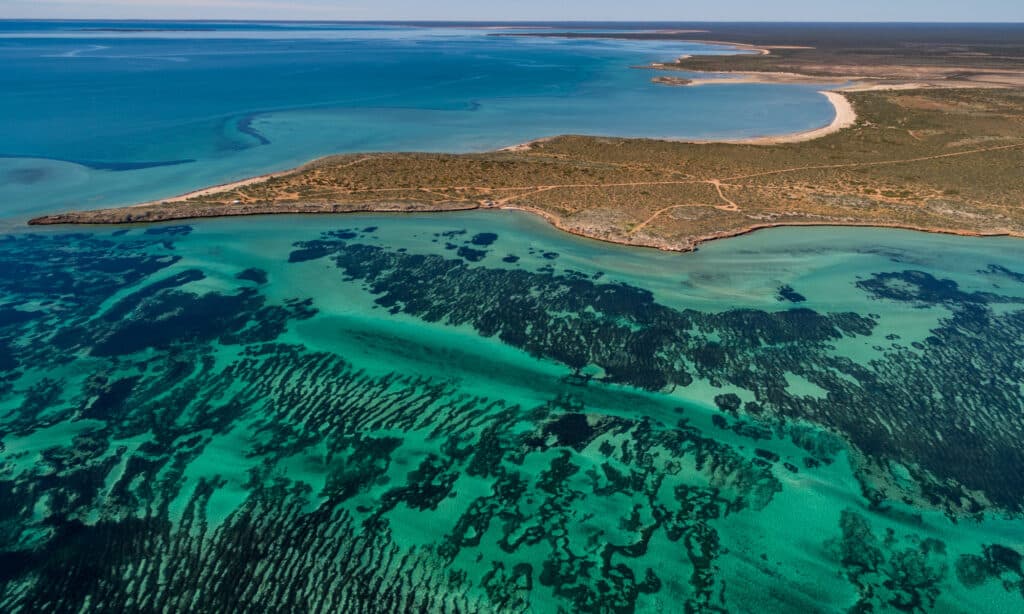 seagrass meadows Shark Bay Australia