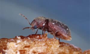 Cigarette Beetle vs Drugstore Beetle: What are the Differences? Picture