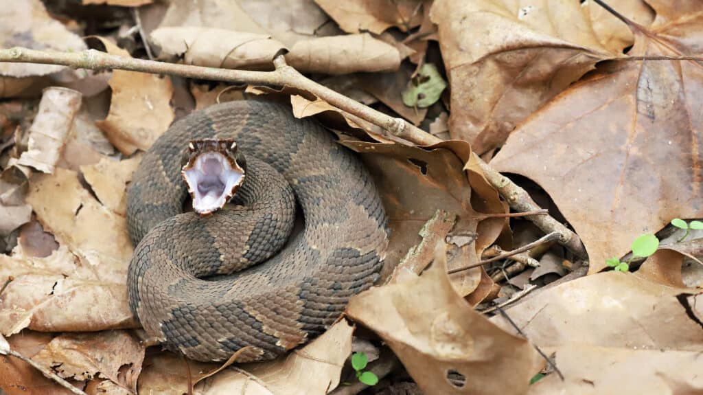 A Cottonmouth (Water Moccasin) ready to strike