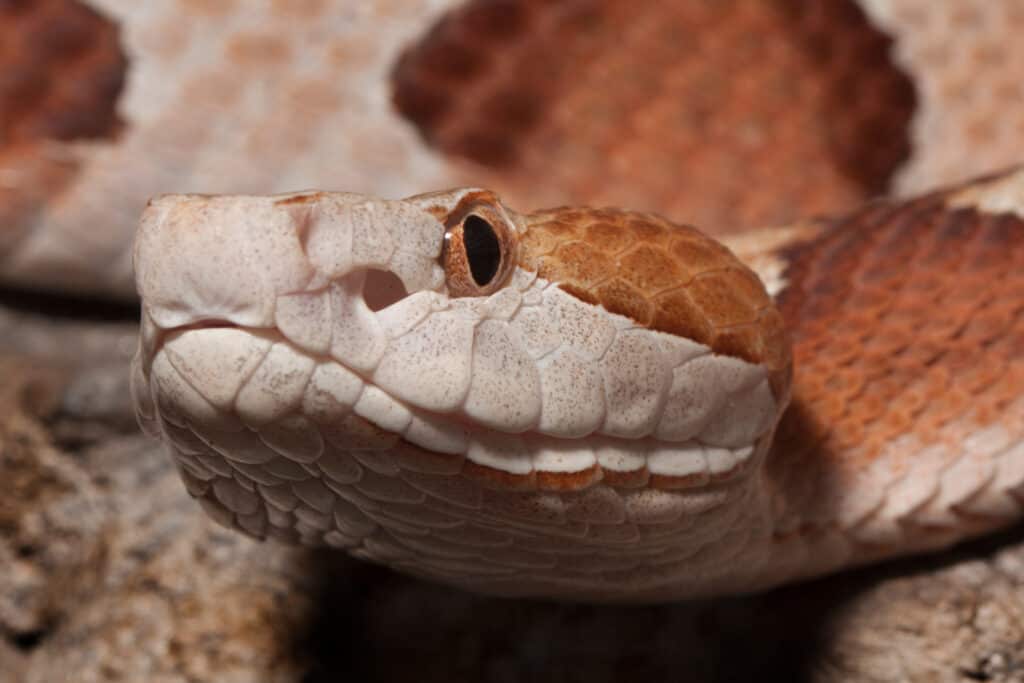 Serpent venimeux à tête cuivrée (Agkistrodon contortrix)
