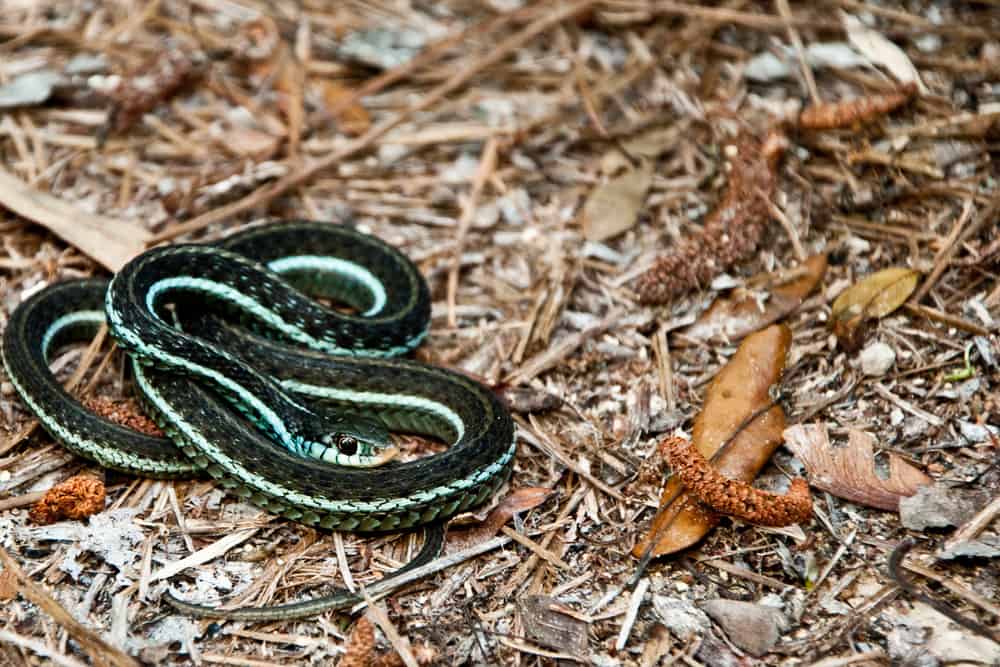 Bluestripe Garter Snake