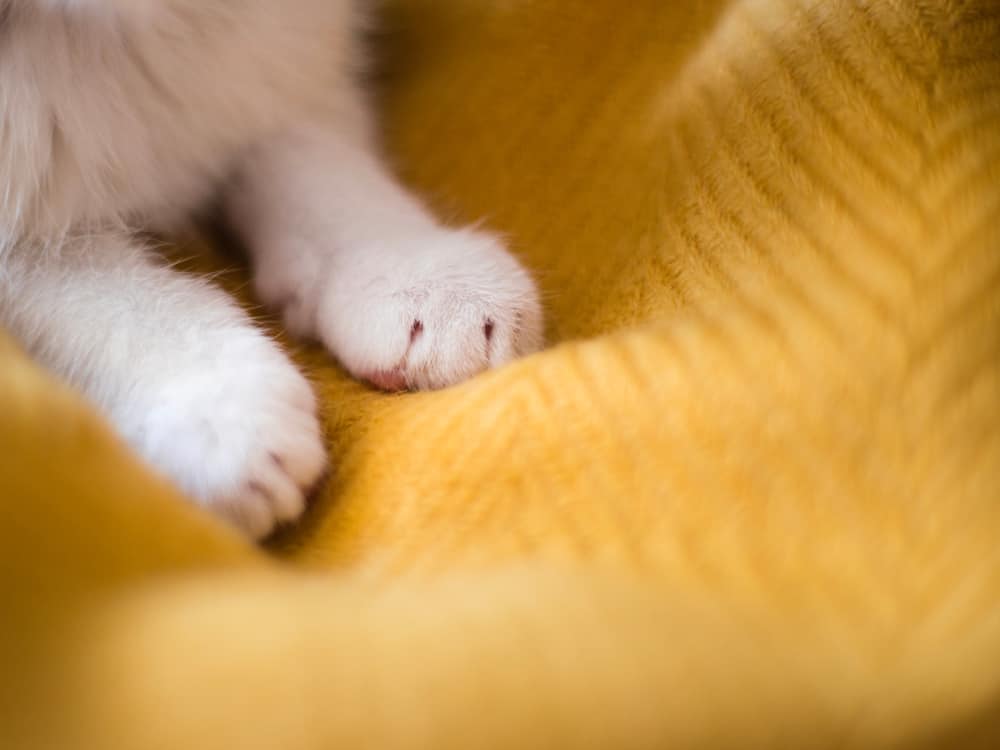 Bright white cat paws. Sleeping on yellow background, copy space.