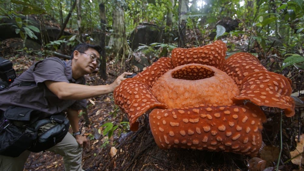 rafflesia corpse lily largest flower