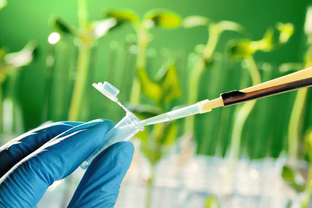 Scientist examining samples with plants