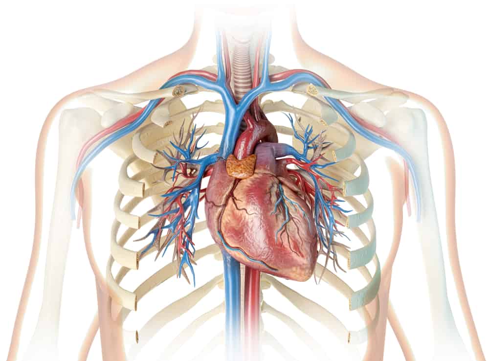 Human heart with vessels, bronchial tree and cut rib cage. On white background. 3d rendering.