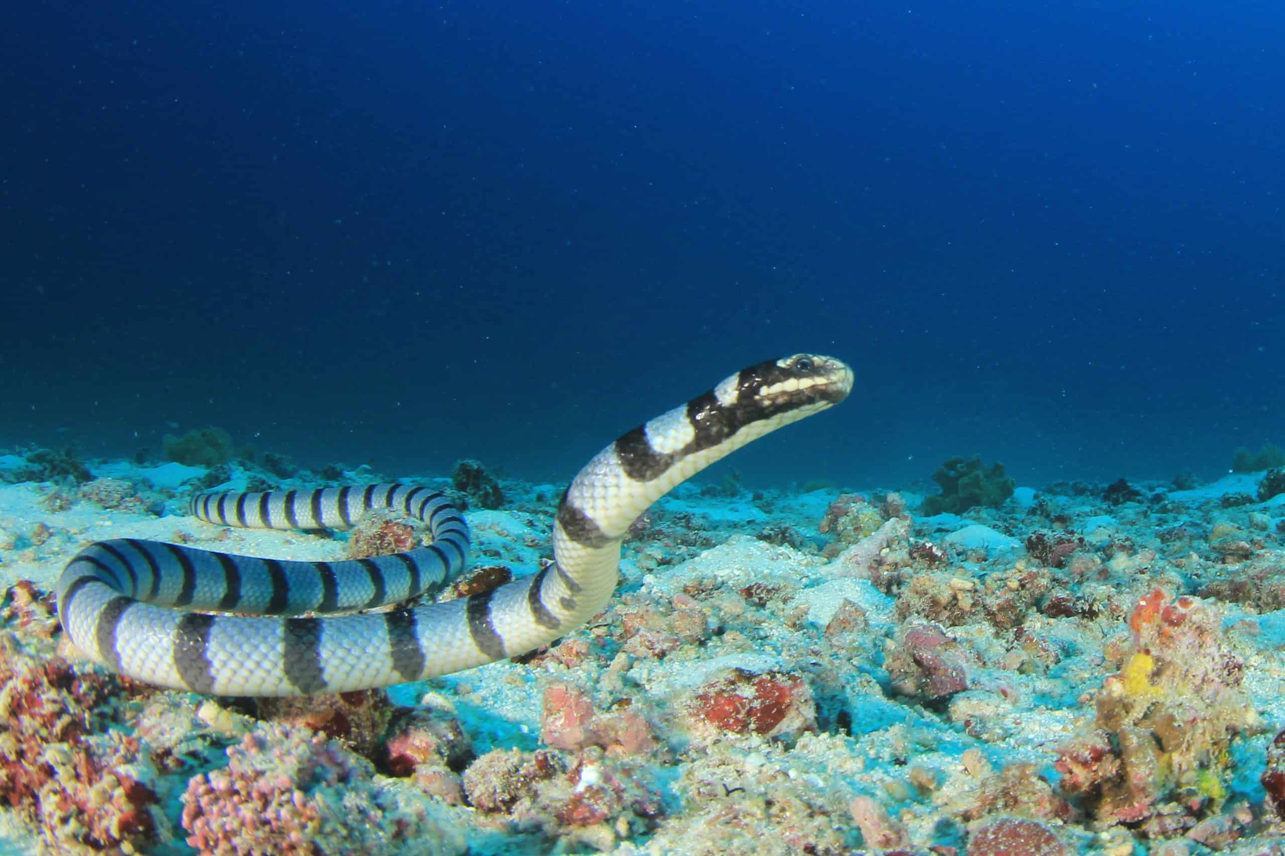 How Do Sea Snakes Breathe? - AZ Animals