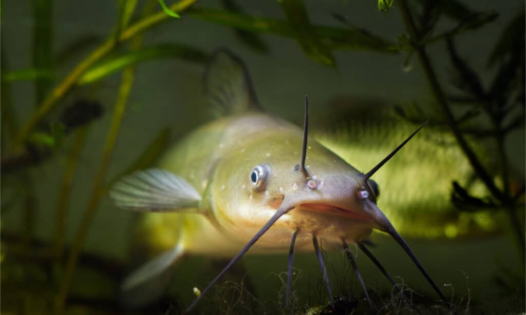 Channel catfish are found in the Great Lakes area of Ontario, Canada