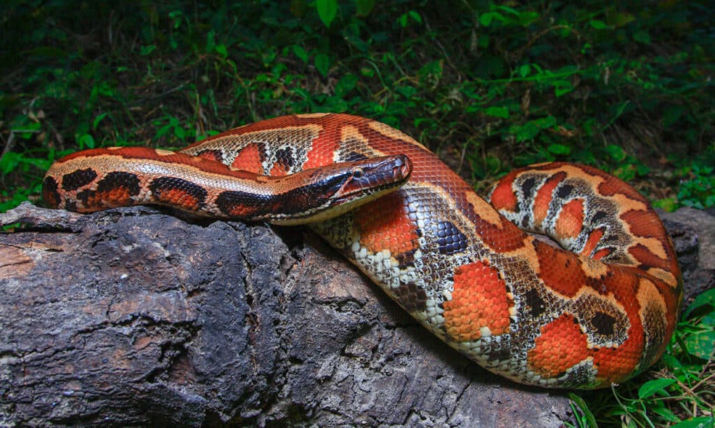 Red Blood Python / Python curtus brongersmai